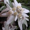 leontopodium alpinum 1